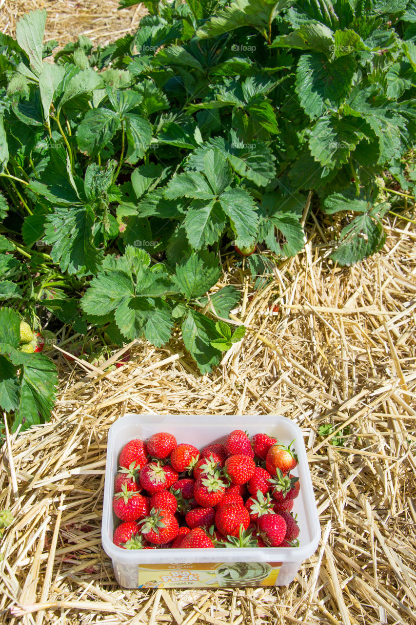 picked strawberries on a self-picking fields in Sweden.