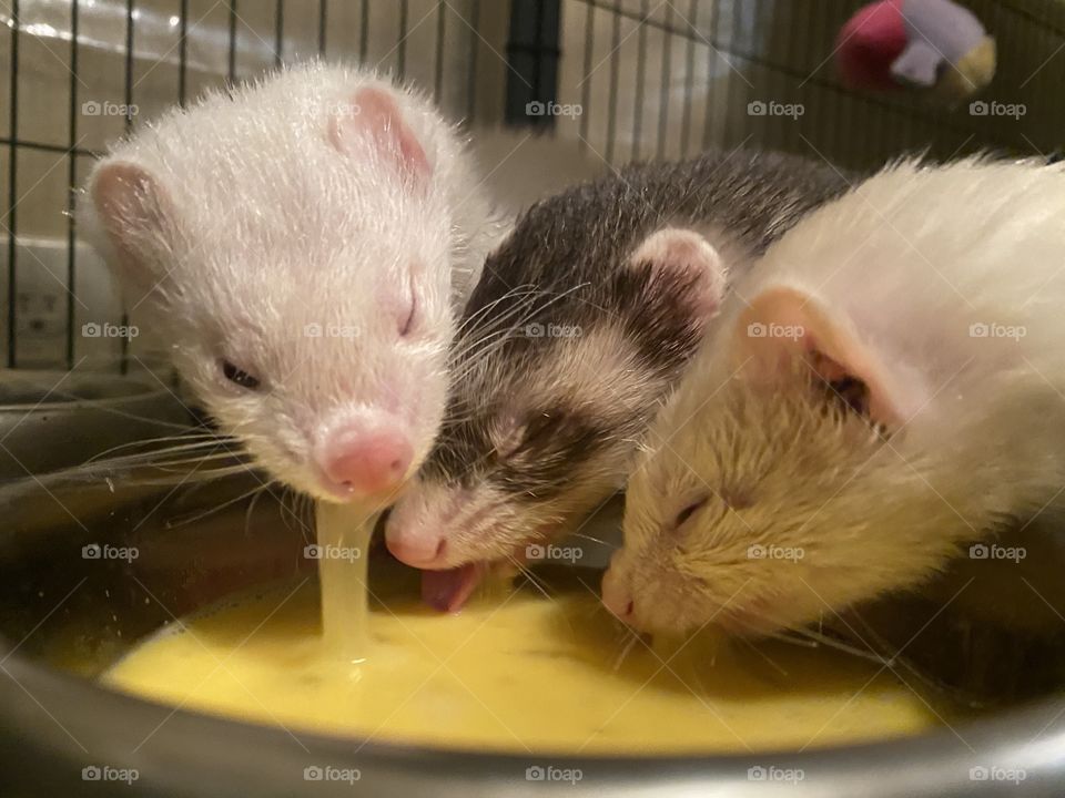 Ferrets eating raw eggs