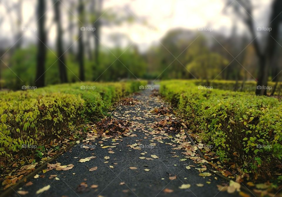 A path in the park with fallen autumn leaves