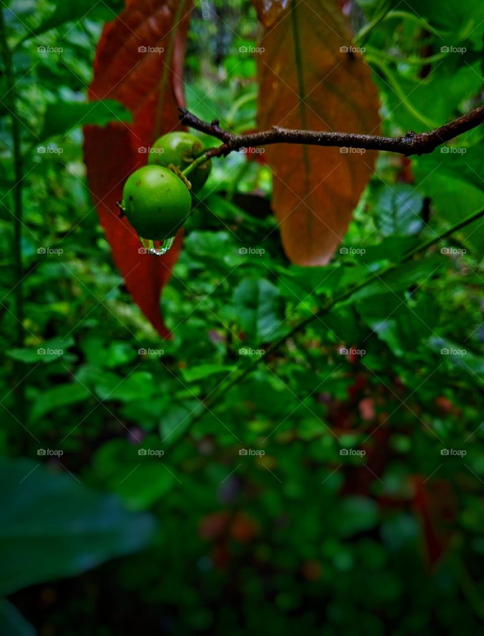 lubika plant in a rainy season