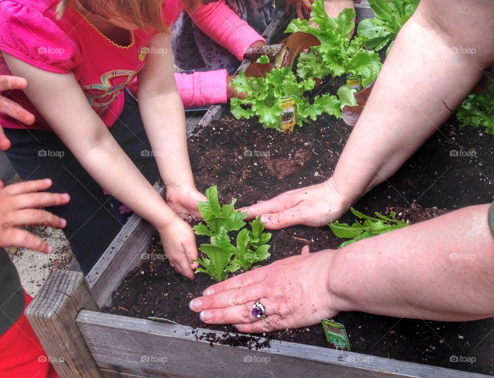 Planting lettuce with three year olds in a Bostonian garden. Preschoolers tend to and enjoy the fruits of their garden daily.