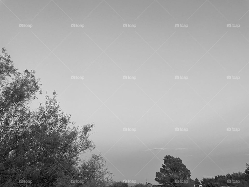 A black and white photo of two trees.