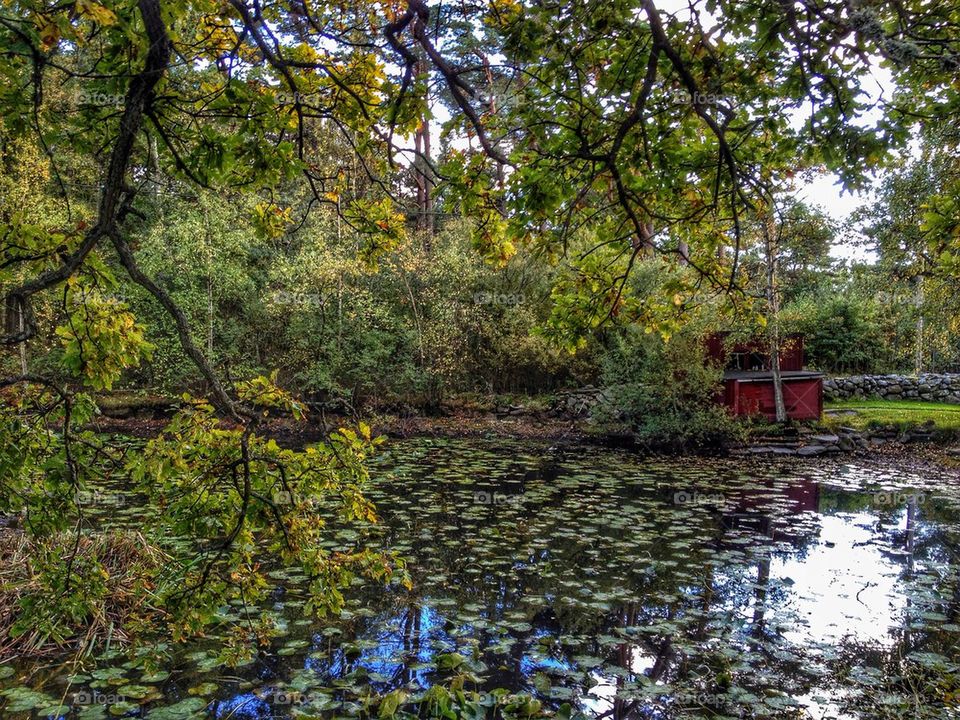 Green trees leaves floating on pond