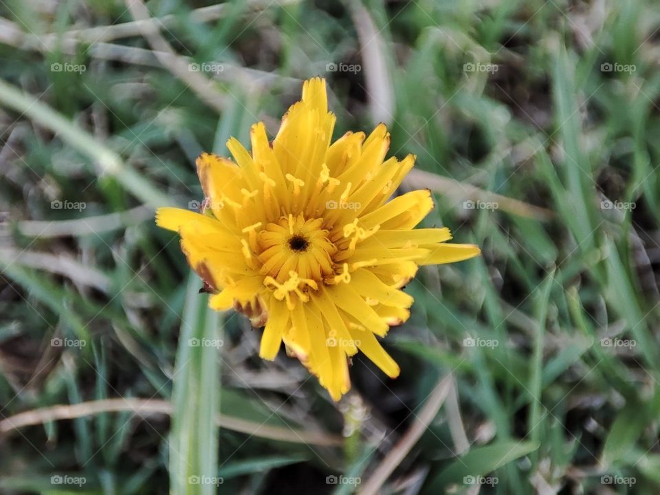 Yellow flower