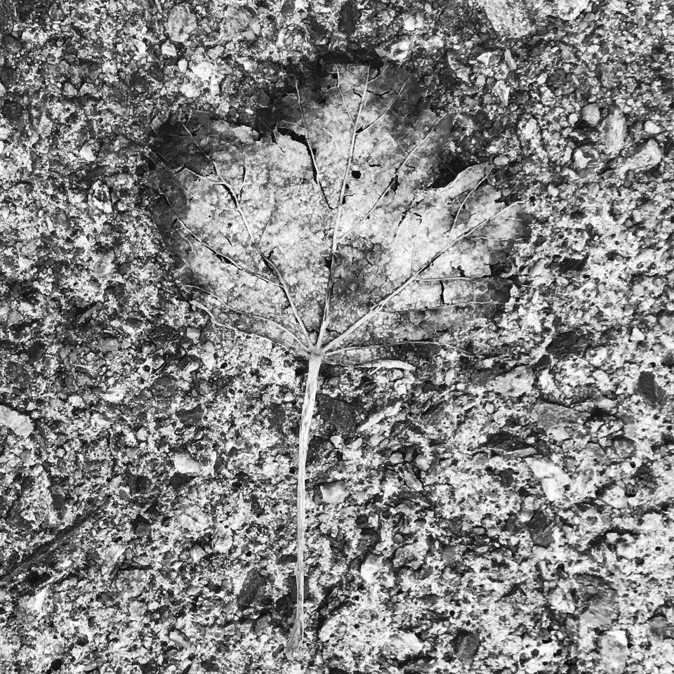 Dry leaf in autumn, black and white