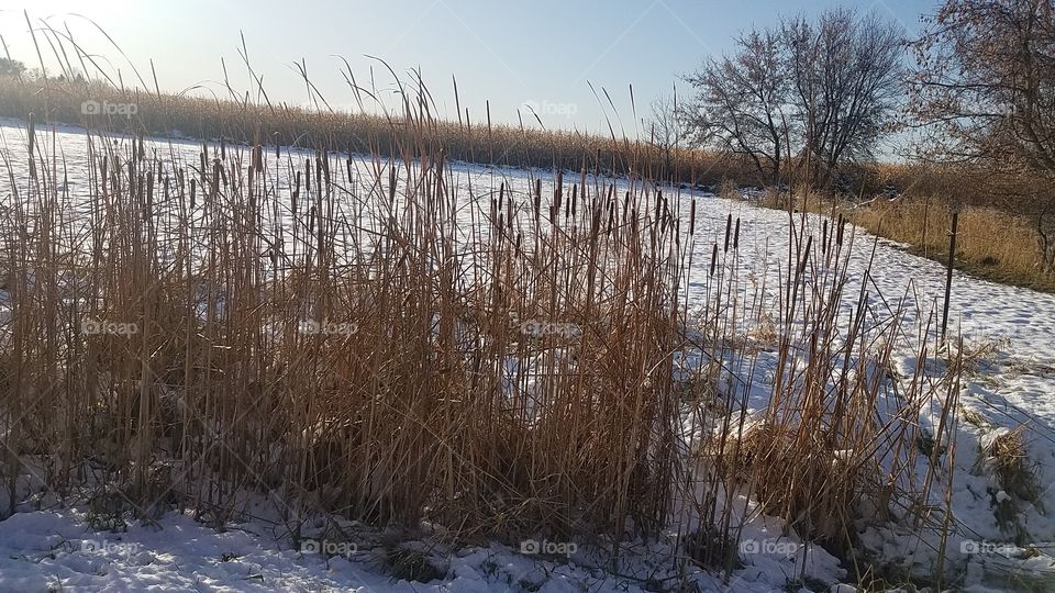 Cat tails in snow