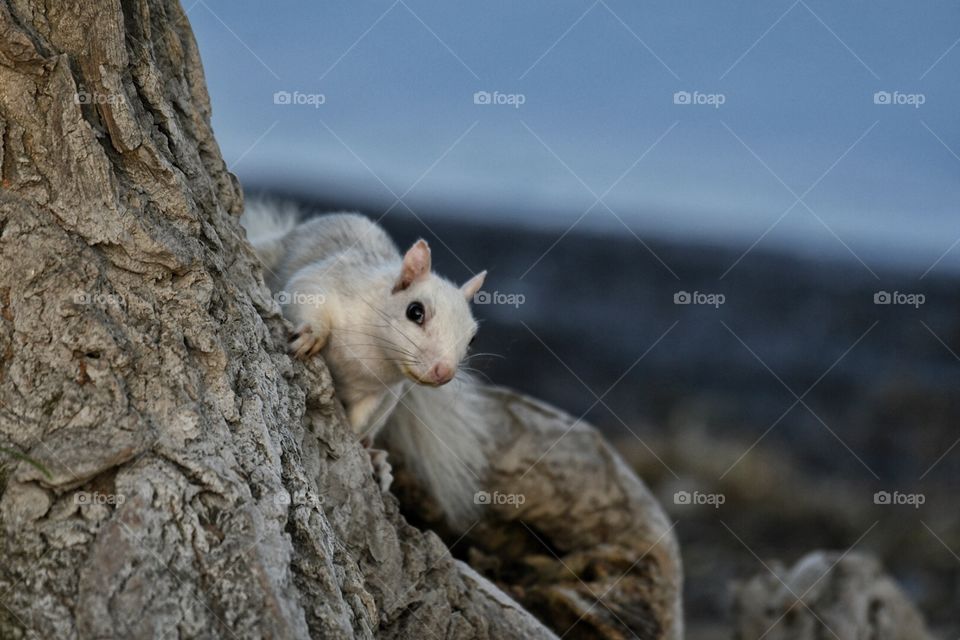 White squirrel 