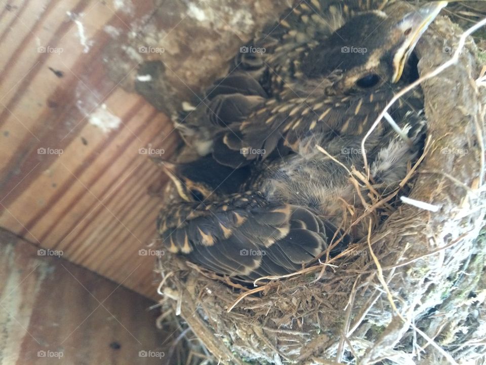 Baby birds