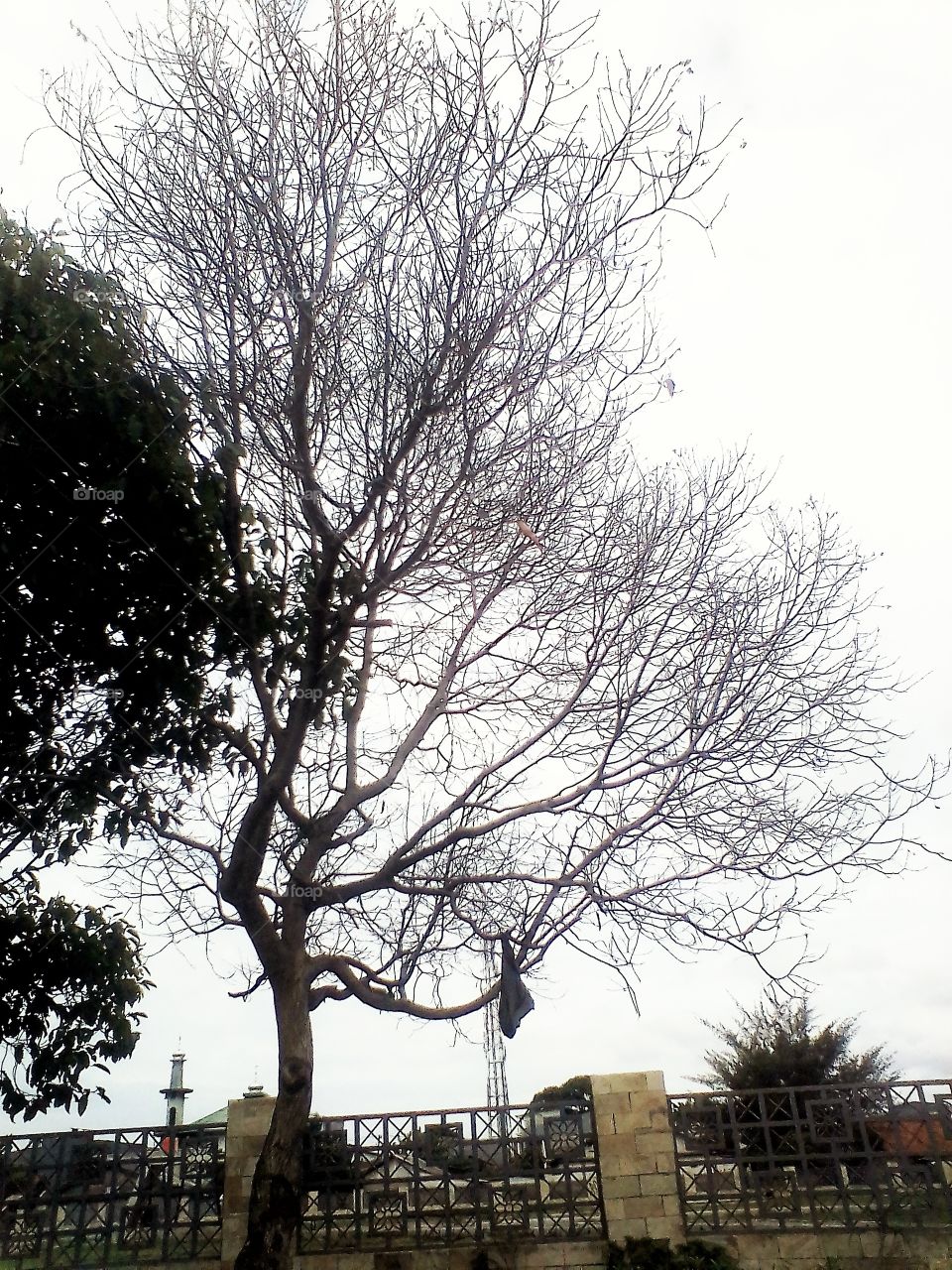 A dead tree with many tree branches standing upright without leaves on the roadside of a mass grave in West Jakarta, Indonesia