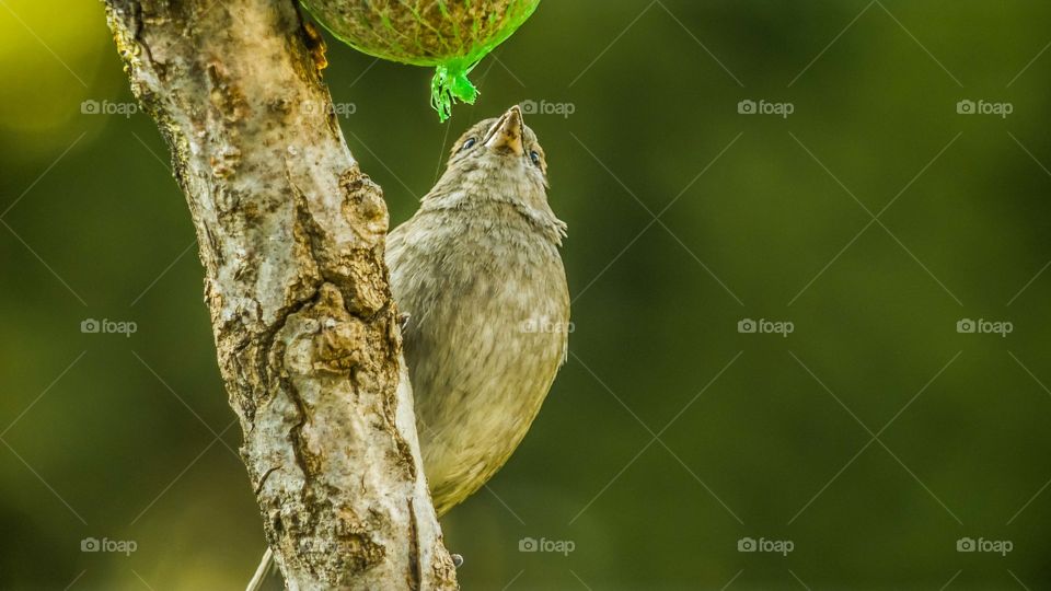 Bird, Wildlife, No Person, Nature, Outdoors