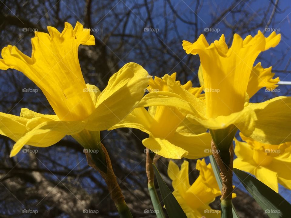 Daffodil 