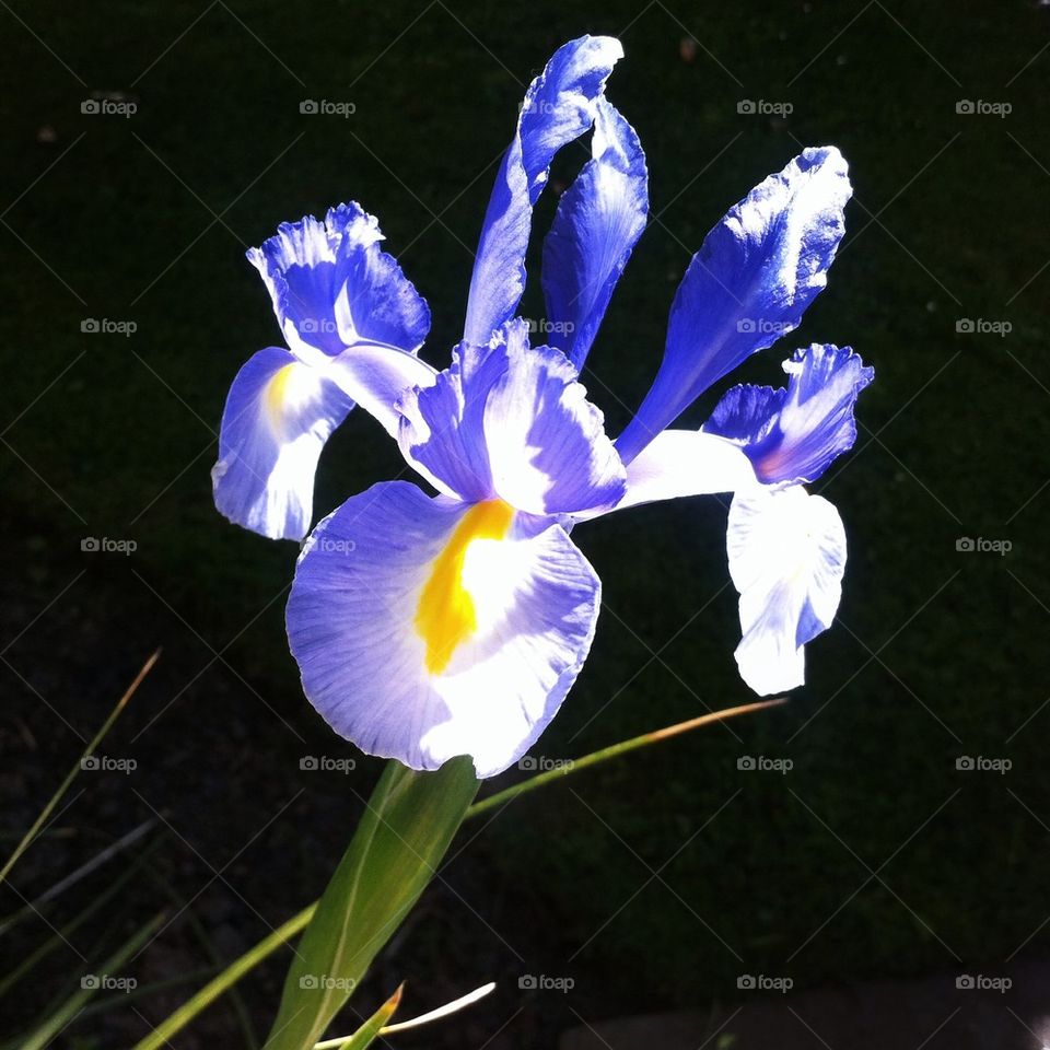 Iris flower