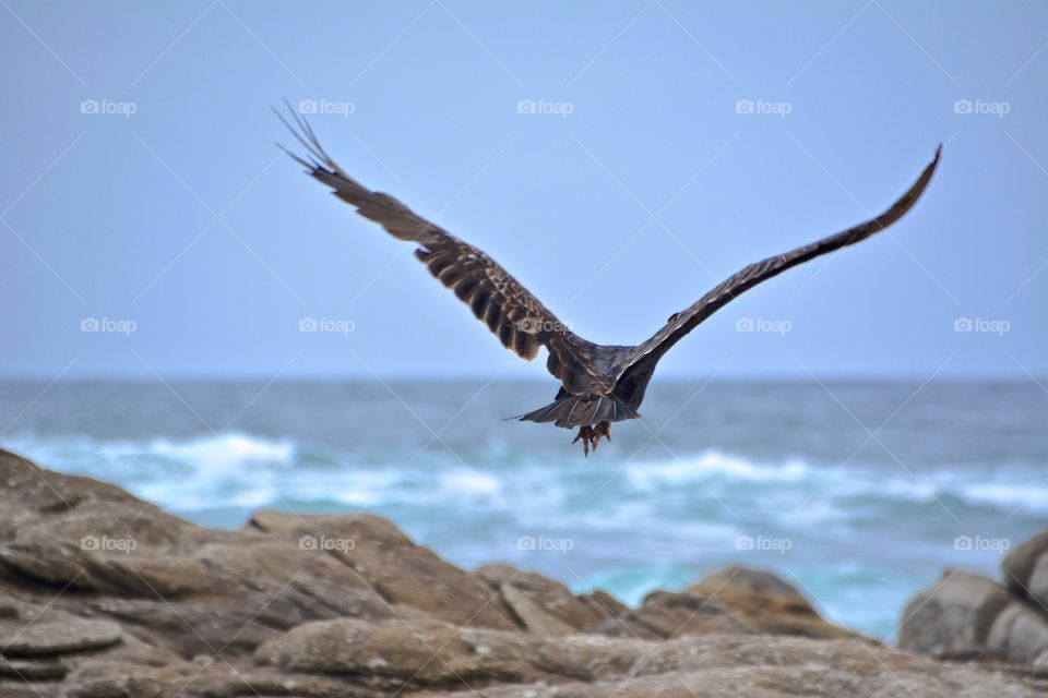 Close-up of vulture flying over beach