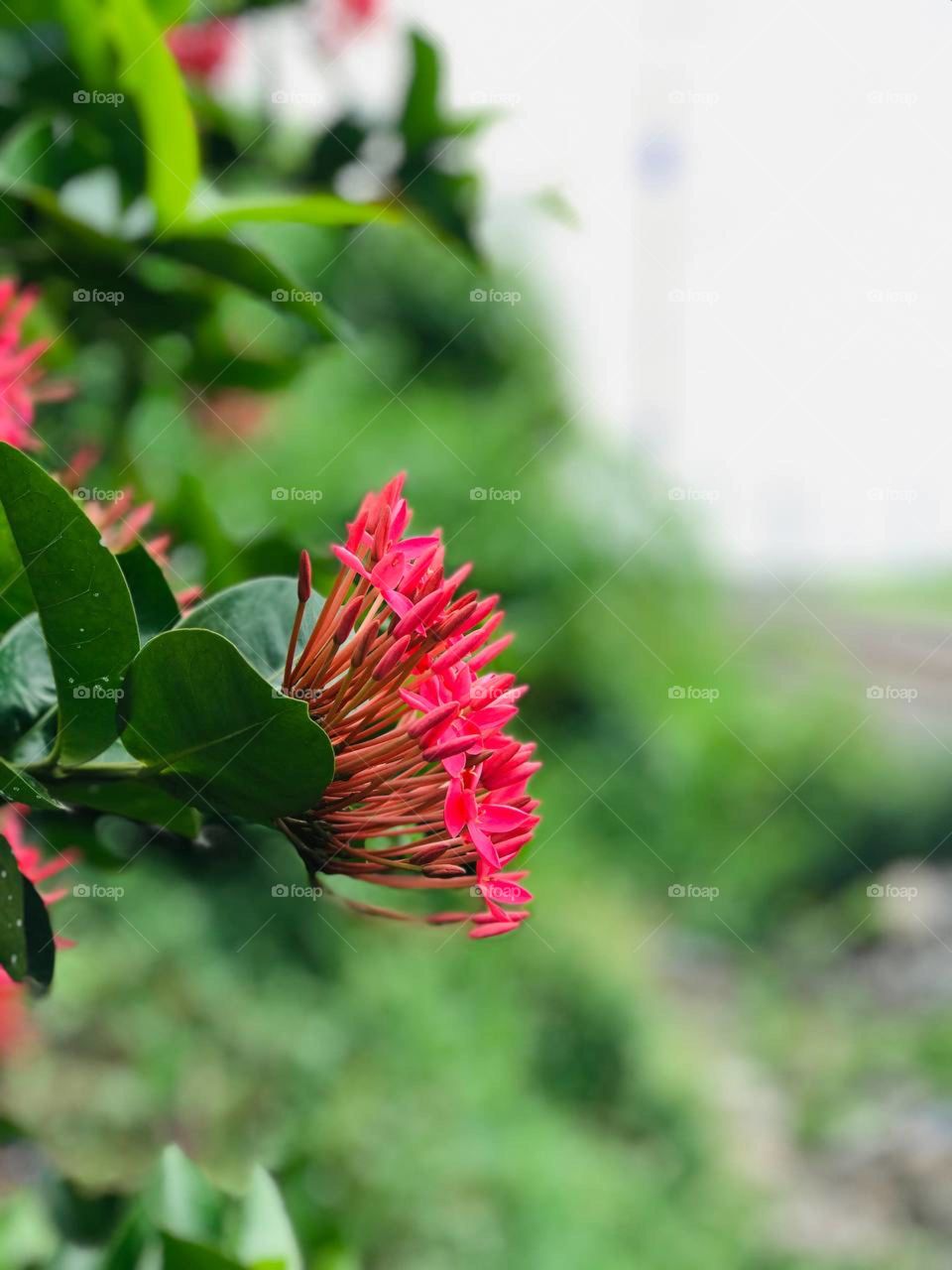 Pink Flower🥀❤️