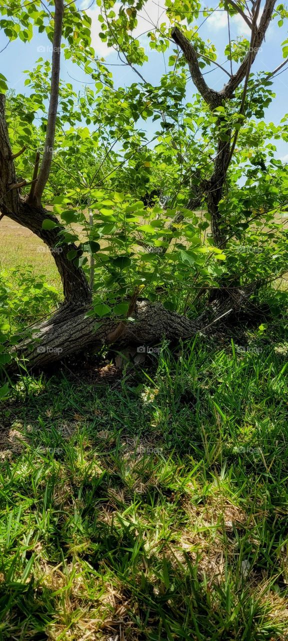 Sideways growing tree. Easy tree to climb.