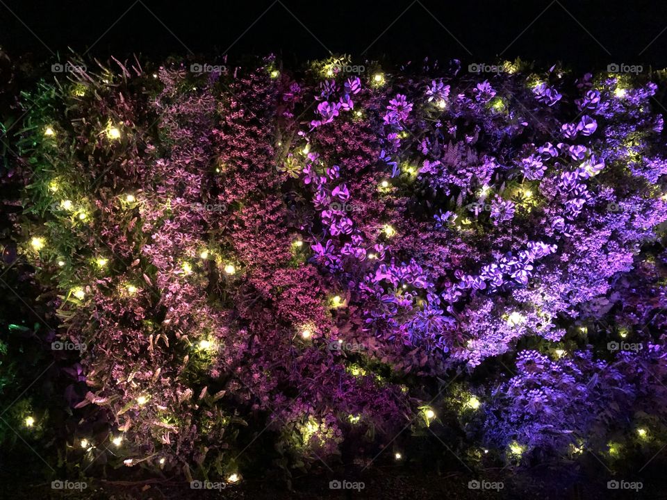 Twinkling Lights on a living wall 