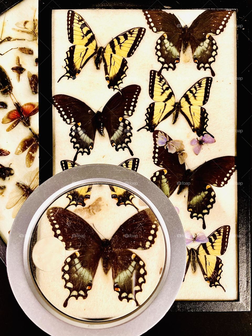 A colorful exhibit of butterflies and other insects.