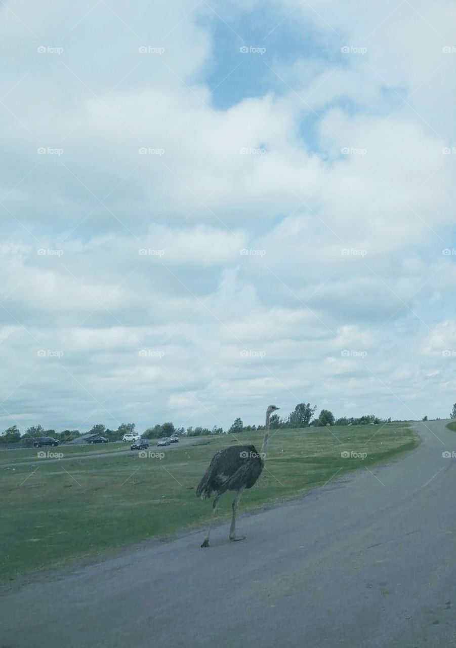 Ostrich on the the road