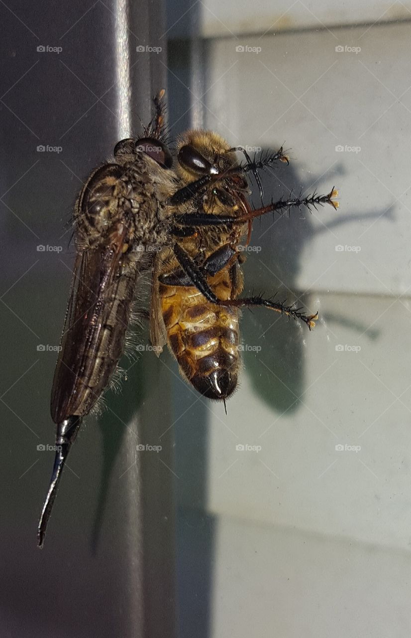 Horse Fly killing a Bee, Nature