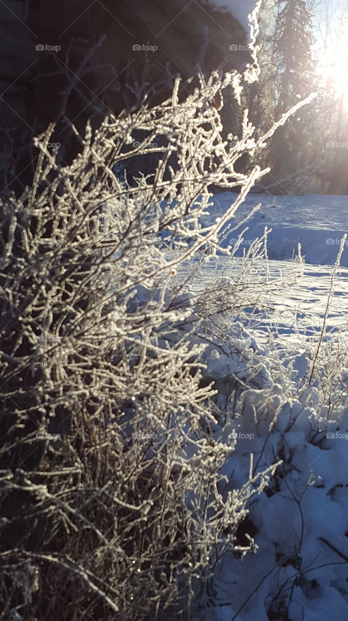 Frost, Winter, Cold, Snow, Frozen