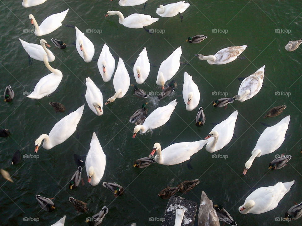 swans&ducks