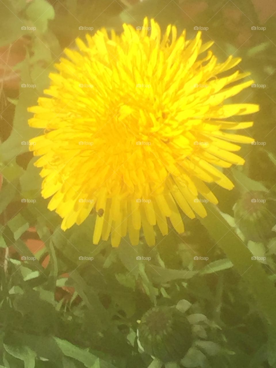 The dandelions are in full bloom in southern Sweden.