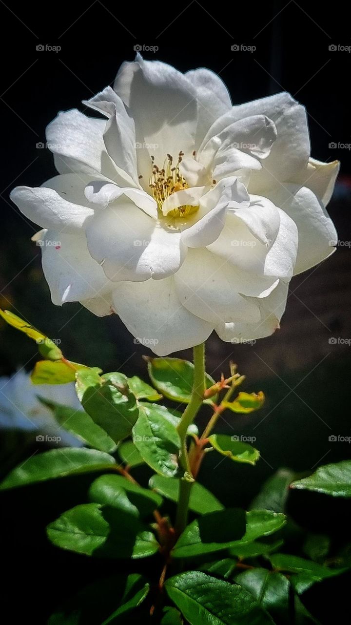 beautiful white flower