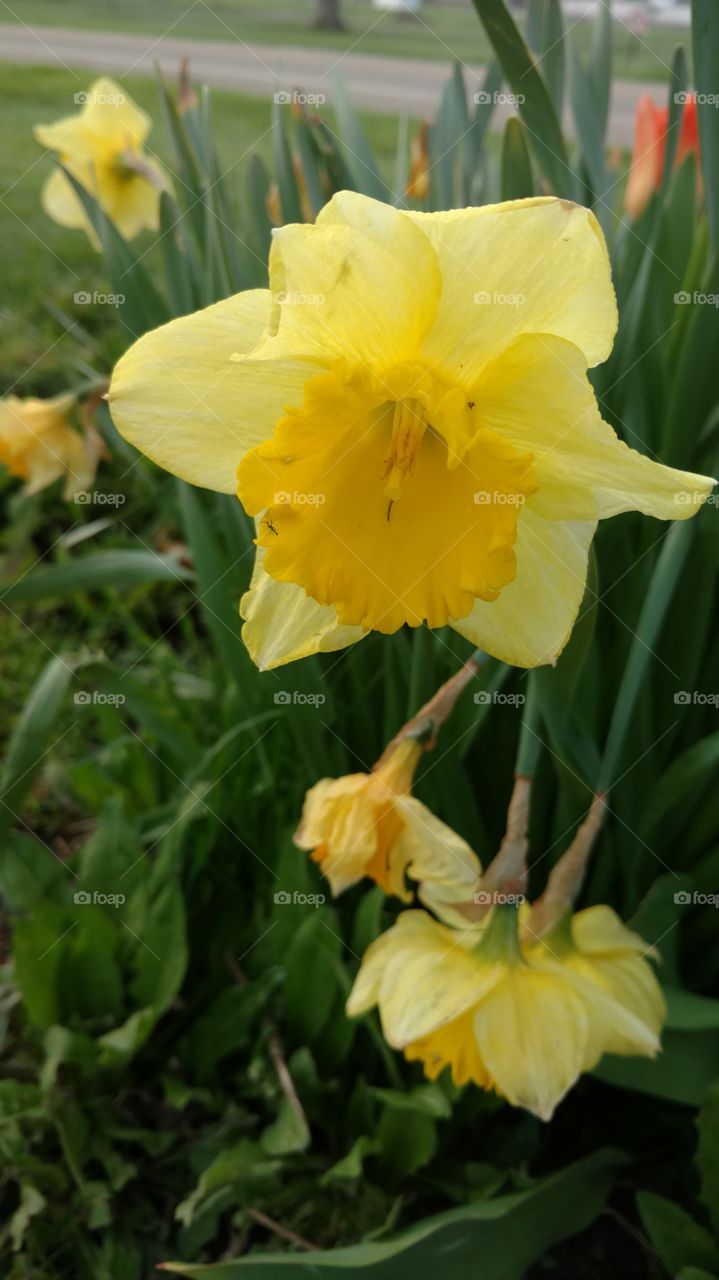 Daffodil in the Spring