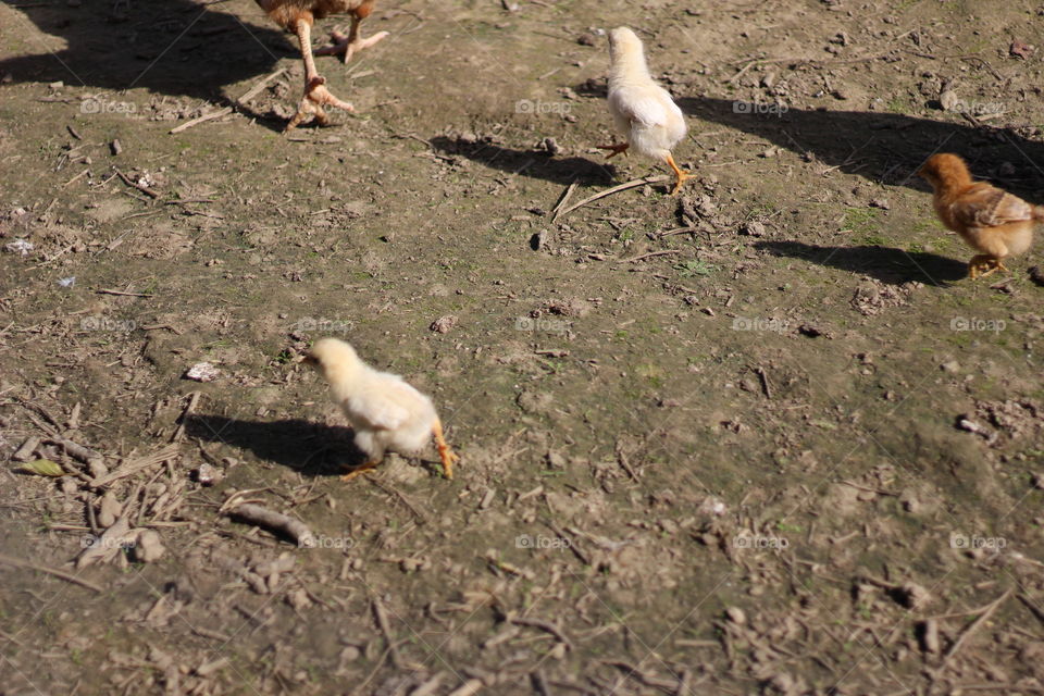 Bird, Wildlife, No Person, Outdoors, Nature