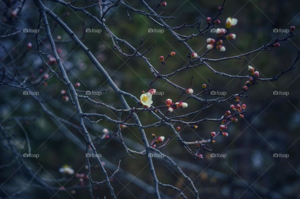 the beginning of spring flowering of fruit trees. cherry branch with white unopened buds.