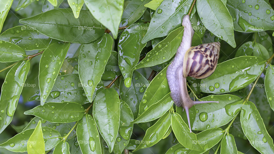 Snail On the green leaves with water drops.