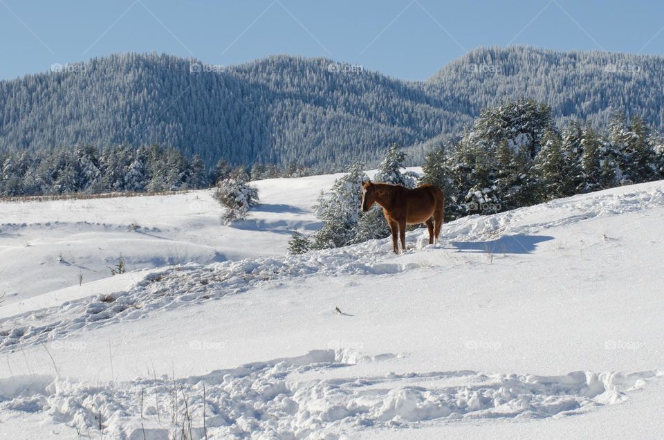 Winter landscape with hors