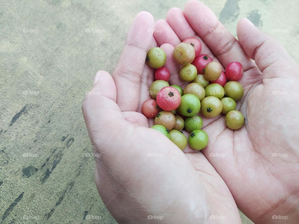 Some Muntingia calabura fruits on hand, in Indonesia they are called kersen. The fruit is small circle and brown to red when it is ripe and tastes sweet