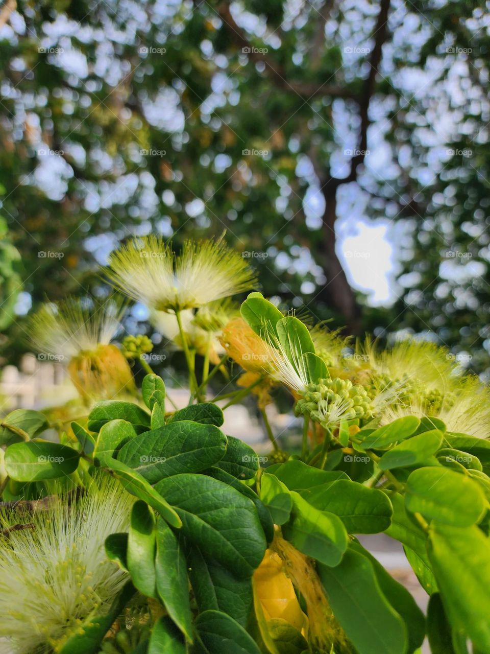 Jamaican flora