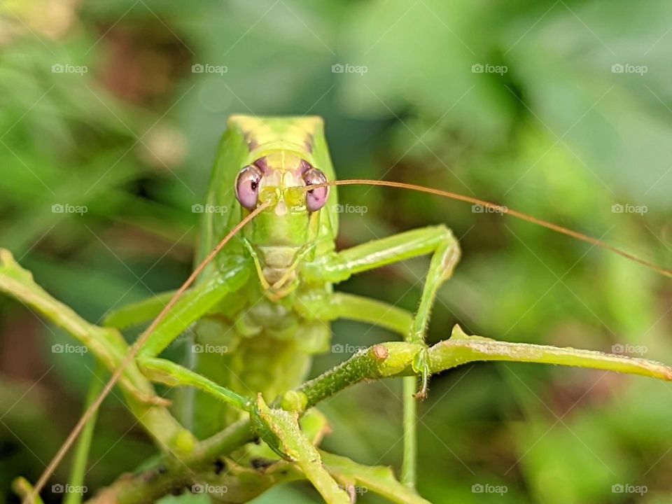 grasshopper