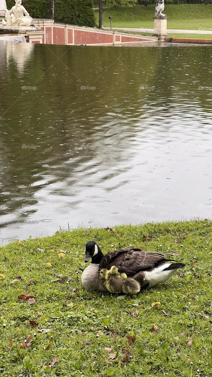 goose mom by the river with her yellow goslings