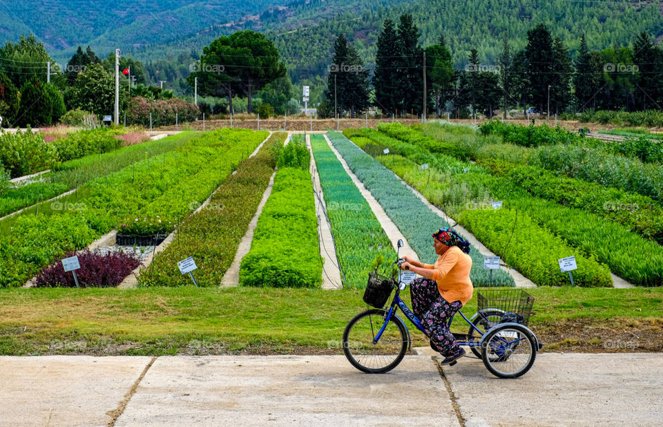 Bicycle carrying pine saplings