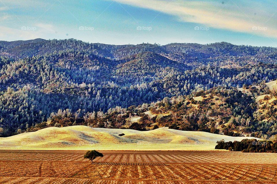 a beautiful scenery of wide open farmland with a single tree in the middle as the mountains tower ring in the background.
