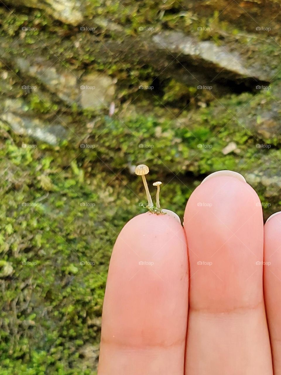 two small mushrooms on a fingertip