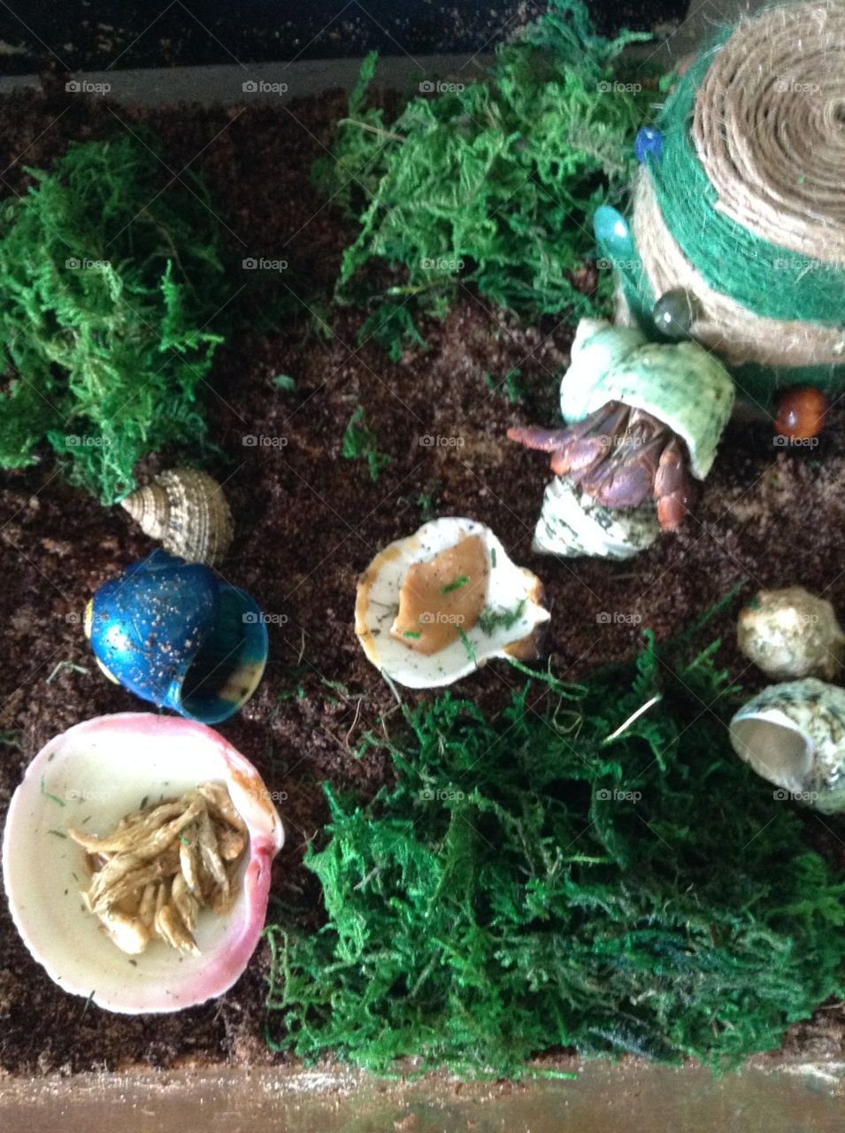 Hermit crab habitat