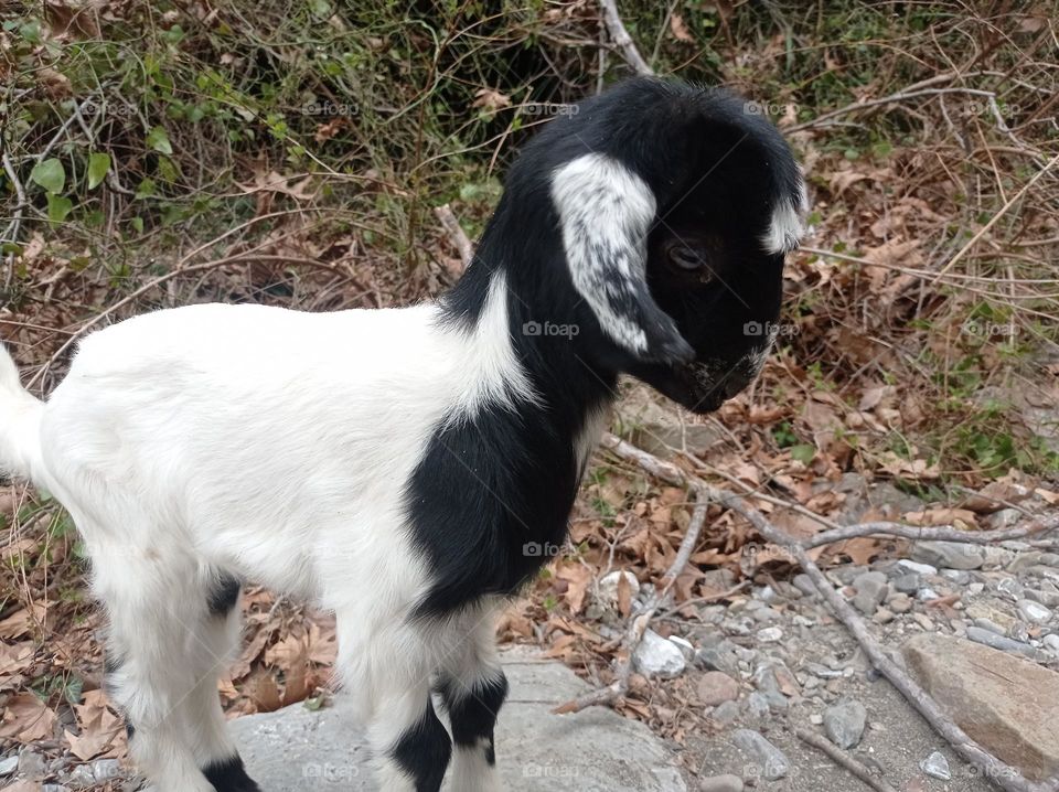 minigoat