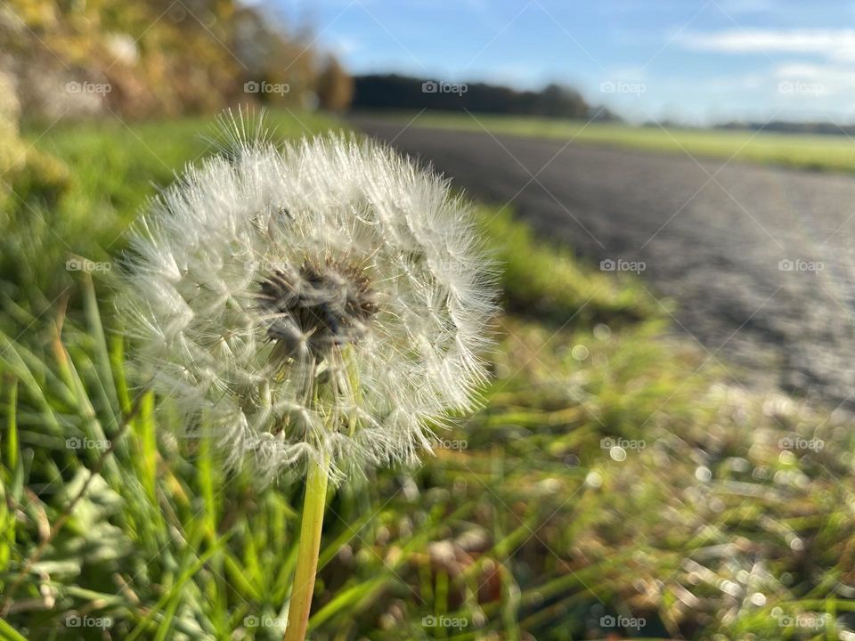 Dandelion