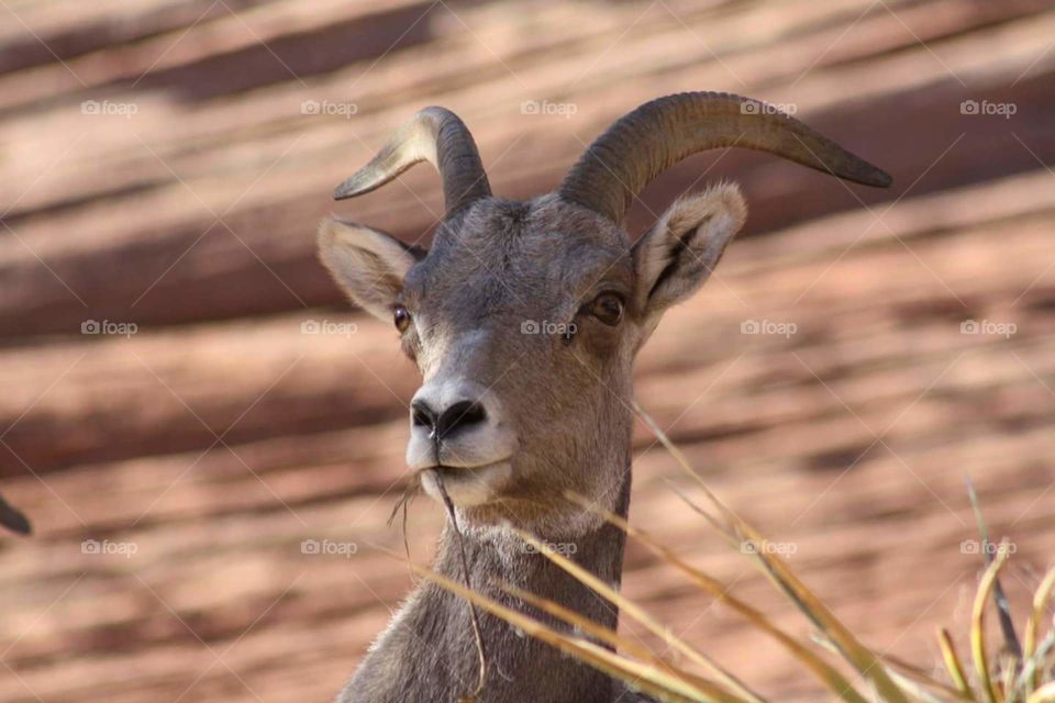 Big Horn Sheep