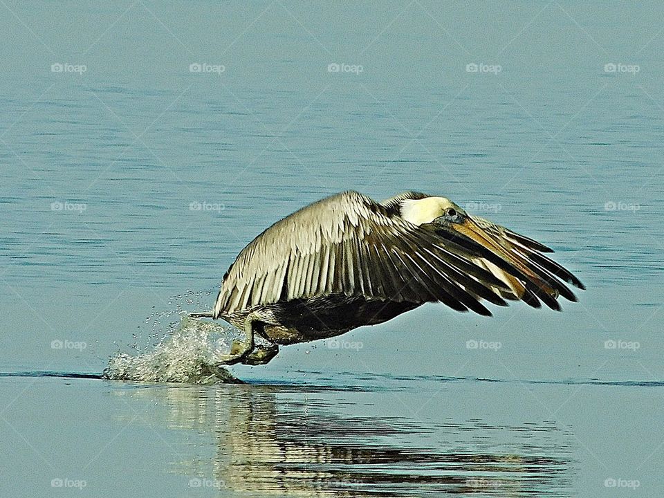 In motion - A pelican flaps his wing on take off over the Gulf of Mexico in motion - One way to capture motion is by freezing action, which can reveal intense movements and emotions caught in the moment.