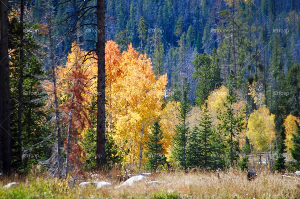 Dead Tree Contrasting With Autumn’s Colors