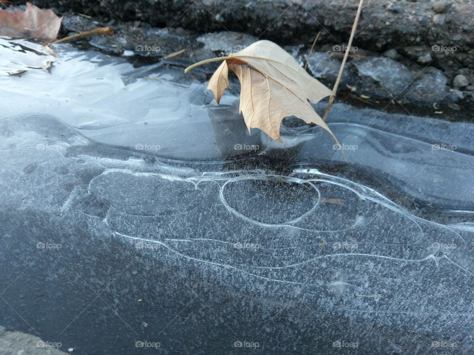 Dead leaf blown into frozen drain