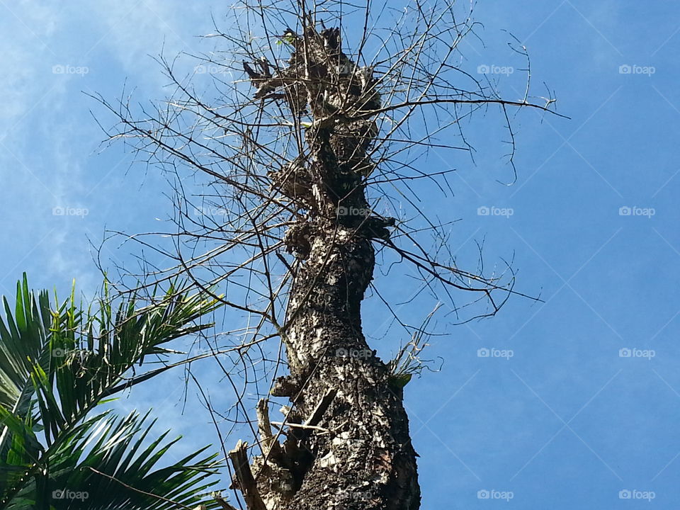 forest. old magical forest