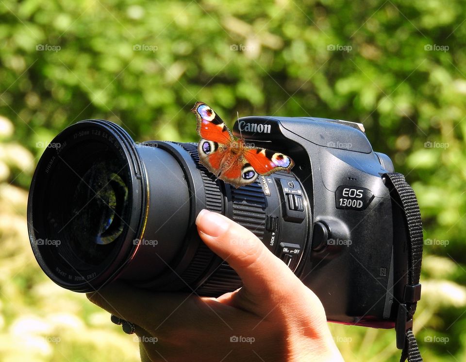 Butterfly on camera 