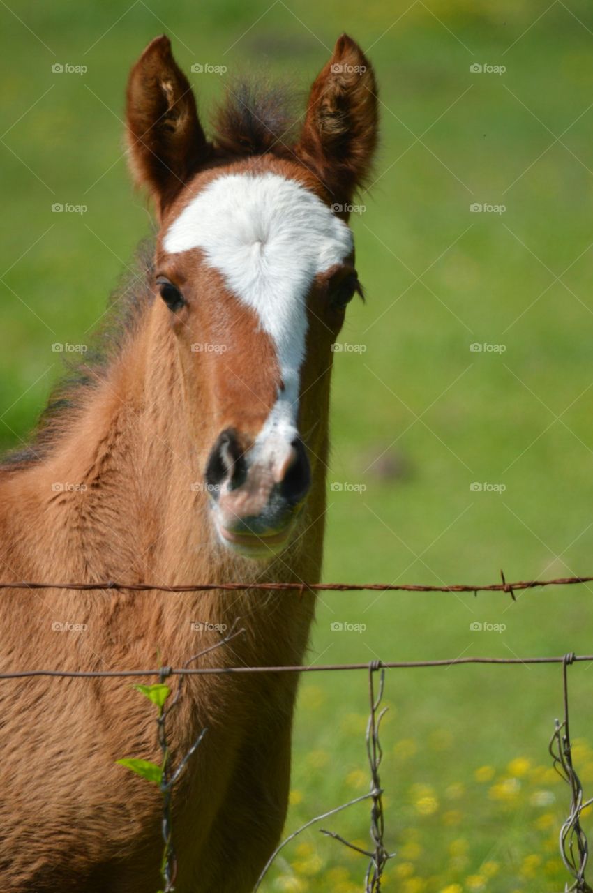 foal