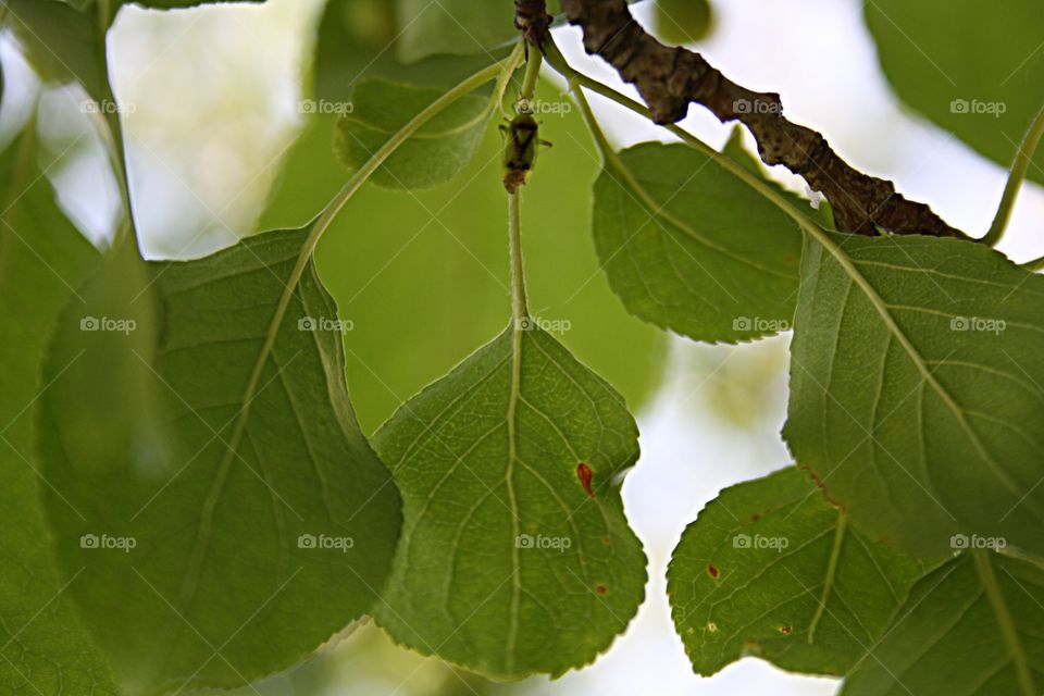 Beetle on plants